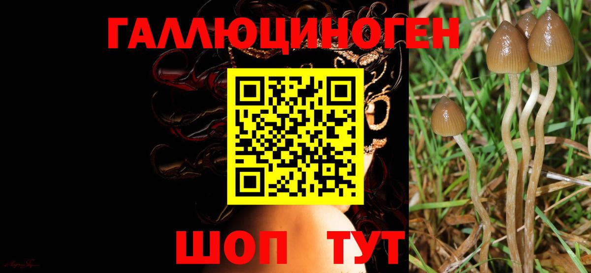 Галлюциногенные грибы Psilocybine cubensis Юрга